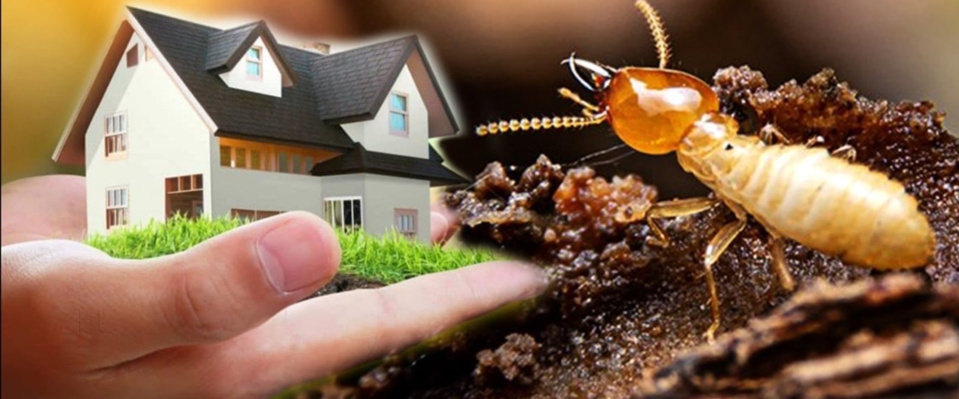 Building A Greener Future: Why Pest Control Is Key To Sustainable ...