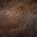 What is the origin of the concept of sustainability?