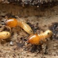 The Importance Of Professional Bed Bug Extermination Services In Sustainable Housing In Fayetteville, GA