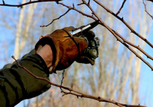 Tree Trimming 101: How To Choose The Right Tree Service In Portland