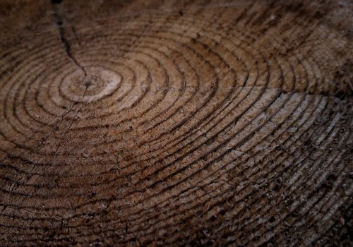 What is the origin of the concept of sustainability?